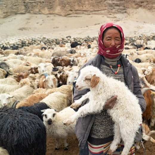 pastieri na tibetskej nahornej plosine vo vyskach 4500m