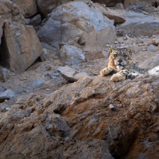 Snow leopard 1