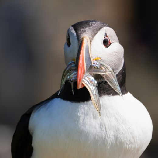 puffin