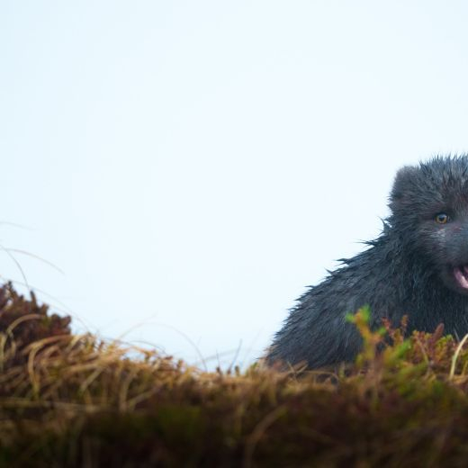arctic fox Iceland