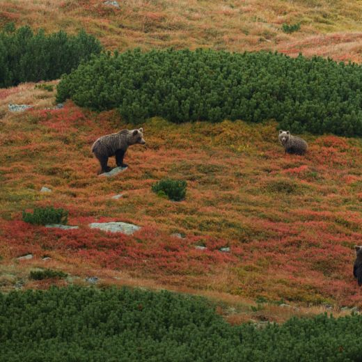 Brown bears Slovakia