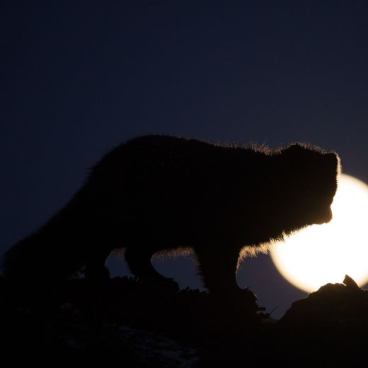 full mooon arctic fox