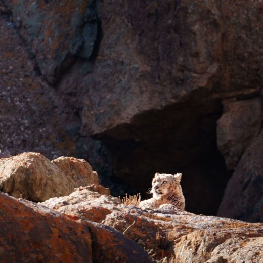 Snow leopard 4