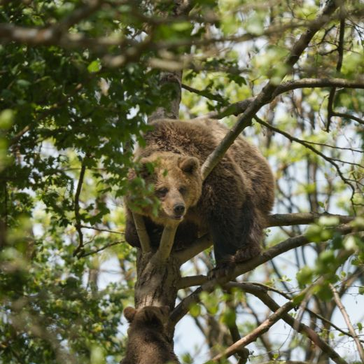 Bear and her cub