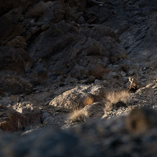 Snow leopard 3