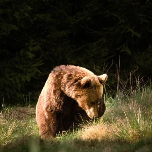 Brown bear