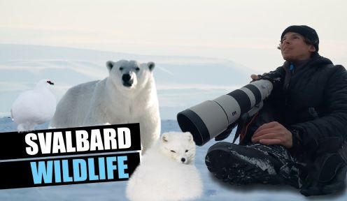 Ľadové medvede a wildlife na Svalbarde
