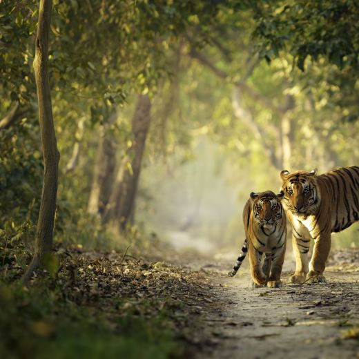 India tiger